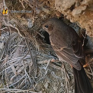 4.3K views · 100 reactions | Baby robin bird running out from nest and mother wants this | Review Bird Nest | Facebook