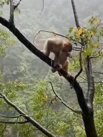 Adorable Monkey Friendships Captured in Nature
