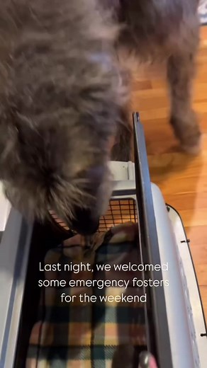 Ginormous Chicken (@ginormous.chicken)’s video of irish wolf hound