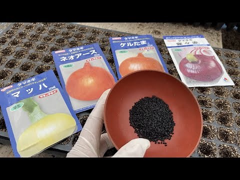 How to grow onions and seedlings from seeds 21/9/30