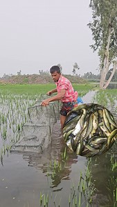 5.9M views · 49K reactions | Really Amazing China Net Fishing In Village | Fishing With Rainy Season (Part-03) #fishing #fishingvideo #villagefishing | Fishing 24 | Facebook