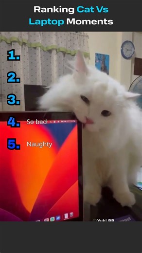 Ranking cat vs laptop moments