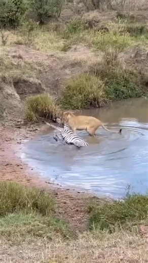 AFRICAN PASSION ADVENTURES | Embark on an unforgettable Tanzania safari and explore some of the world’s most iconic national parks — the endless plains of the... | Instagram