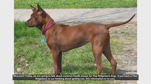 Common Health Issues in Thai Ridgeback Dogs: What You Need to Know