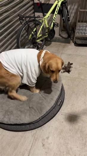 每次罵她就給我這組臉 怎麼罵得下去🫠