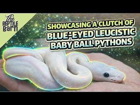 We Hatched Pure White Ball Pythons!