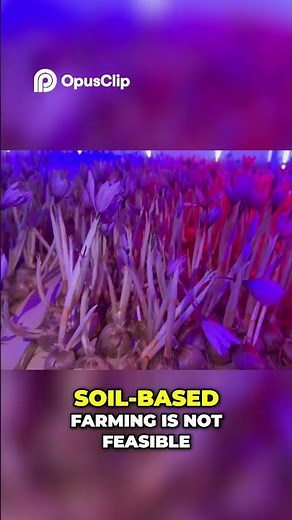 Hydroponic Saffron Farming: Maximize Yields & Growth