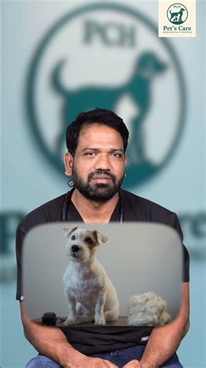 Can You Shave Your Dog’s Fur? ✂️🐶 | Summer Grooming Mistakes | Dr. Venkat Yadav