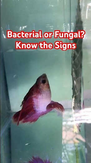 What Is Fin Rot in Betta Fish? Causes, Types, and Early Signs Explained