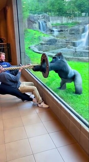 Gorilla vs Humans Strength Test Caught on Camera 🦍 | You Won’t Believe This Zoo Moment!