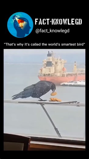 fact_knowledge.in on Instagram: "The world's smartest bird in action! Look at that strategy for grabbing all the cookies. Truly impressive problem-solving skills! 🍪🧠 #smartbird #crow #intelligence #natureisamazing #cookies #problem-solving""