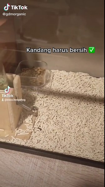 Tips Merawat Landak Mini untuk Pemula