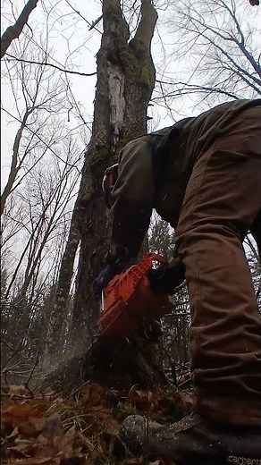 split maple tree gets cut TGIF #shorts #lumberjack #tree #logging #timber #echo #chainsaw #logs