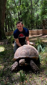 Big tortoise butt scratches!! Many people are surprised to learn that tortoises can actually feel through their shells. Though it may look like a hard, lifeless shield, a tortoise’s shell is made of bone and covered in scutes—plates made of keratin, like human fingernails. The shell is connected to the tortoise’s spine and ribcage, and it’s rich with nerve endings, allowing the animal to sense touch, pressure, and even pain. When you gently rub or scratch a tortoise’s shell, it often responds by