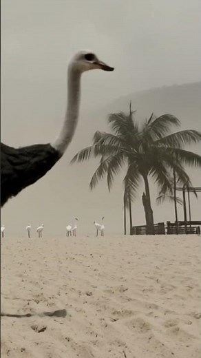 Ostrich Speed Burst | Fastest Bird in the Wild