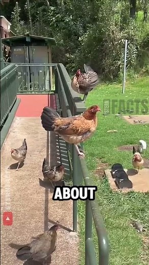 The Island Overrun by 500,000 Wild Chickens