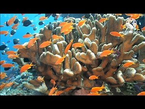 Discover the Colorful & Dynamic Life of Coral Reefs With Beautiful Sea Fish!
