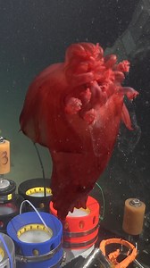 Follow the food — sound advice for animals living in the deep. This Enypniastes eximia is a type of sea cucumber that has been found throughout our global Ocean in the abyssal zone, from 3,000 to 6,500 meters. At this depth, there is no sunlight to drive photosynthesis for food production, so many deep-sea residents rely on a steady diet of decaying organic matter sinking from upper layers of the water. Sea cucumbers eat copious amounts of this marine snow, clearing and aerating the sediment, ma