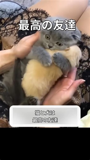 仲良し犬と猫の可愛い瞬間 #いぬ#ねこ#犬#猫#面白い #かわいい #感動 #ほっこり