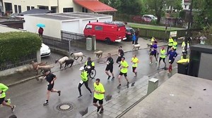 Sheep start running with runners
