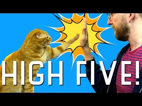 I taught my cat how to high five!