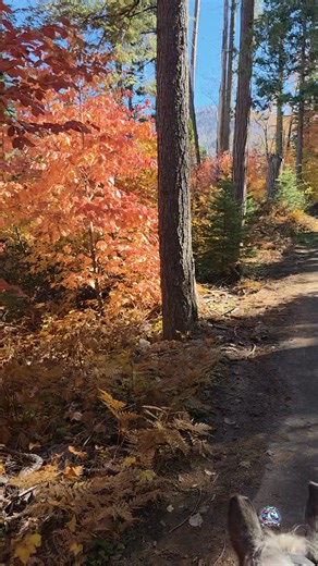 This section has a variety of color. Timing for sunlight was good too. #betweentheears #lifebetweentheears #horsepoor4ever | HorsePoor4Ever's Trails and Horse Camping