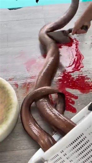 ASMR Fish Cutting: Traditional Way to Prepare Fresh Eel"