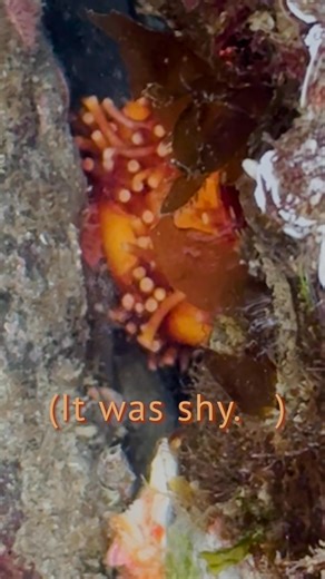 8.7K views · 188 reactions | Didn’t make it to the tide pools this...
