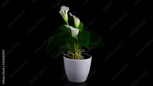 Close-up of three amazing wet white callas with roots in a pot rotate on a black background. The concept of floristry and botany. Decoration for interior