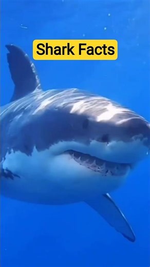 Unique Facts About Sharks! #facts #animals #wildlife