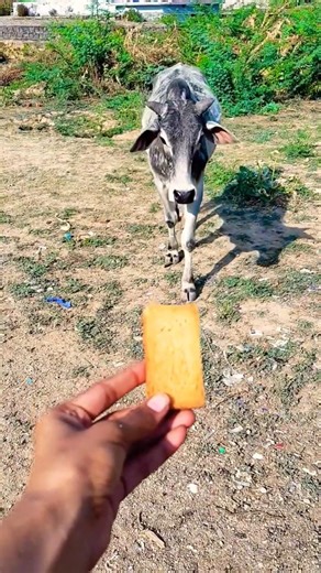 Unlikely friends: a Calf and a Golden Retriever Share Biscuits! 🐶🐮 #shorts #youtubeshorts #calf #dog