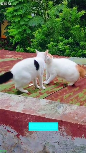 Funniest Cat 🐕 New Funny Cats 2024 🙀 # Ep 7490