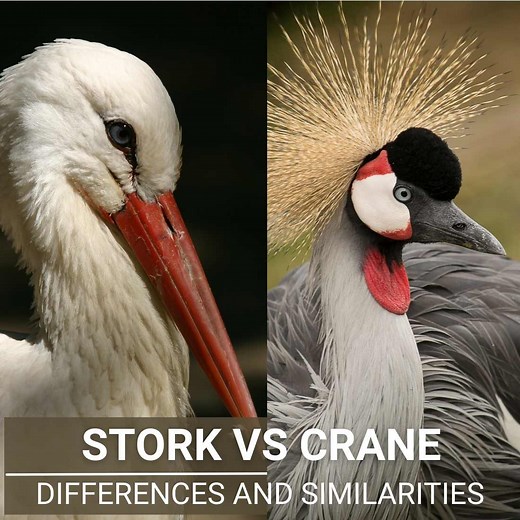 Stork Vs Crane - Differences And Similarities Between These Majestic Birds