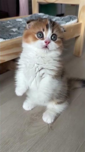 Things About Munchkin Cat 😺🐈 #shorts