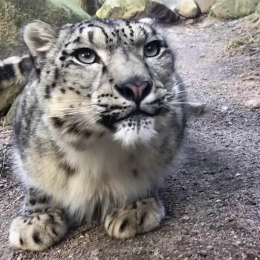 Exploring the Mysteries of Snow Leopards