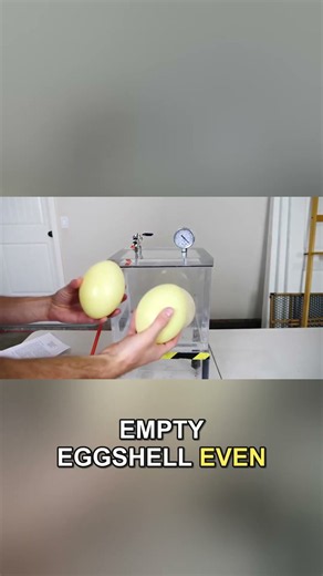 Can an Ostrich Egg Withstand a Man's Weight?
