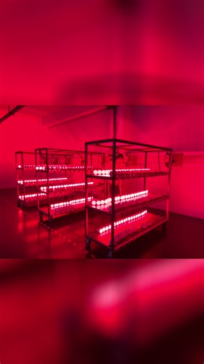 #LED#redlight #par38 aging test on site_#factoryview