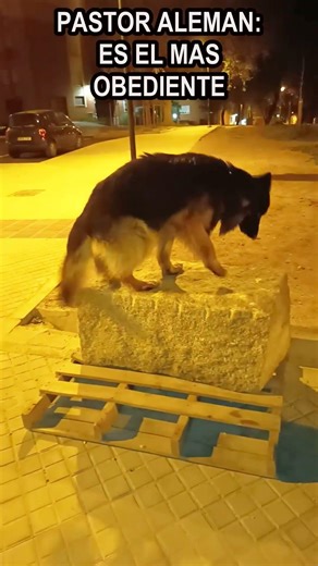 PASTOR ALEMAN, ES EL MAS OBEDIENTE #germanshepherd