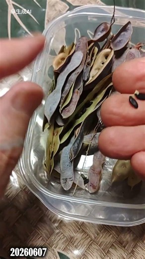 ① The mimosa seeds have burst open. #mimosa #mimosa seeds