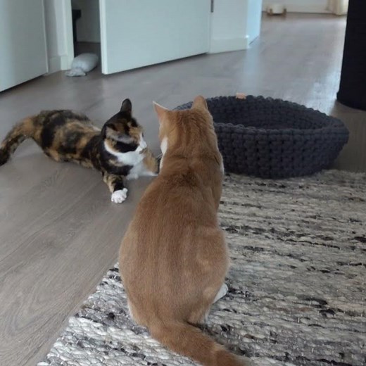 Funny Cat Is Making Trilling Sound While Playing