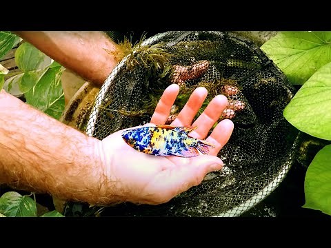 The Amazing All-Natural Fish Farm You Need to See