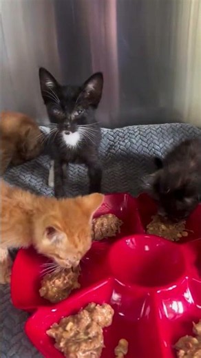 Update on our newest litter of sick kittens! [STORY BELOW]
