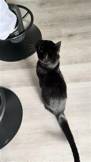 My cat she choose Daddy to feed her