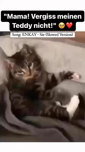 543K views · 9.8K reactions | Wie süß ist das bitte  | ENKAY | Facebook