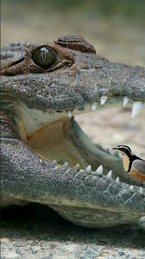 😍🤗❤️✴️Wild Connections: Exploring the Fascinating World of Animal Symbiosi