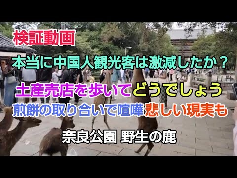 #奈良公園#検証動画 #激減の中国人観光客 #野生の鹿外国人観光客 #少ない日本人観光客　#鹿煎餅が欲しい奈良の鹿さん達