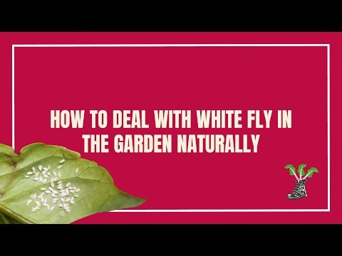 How To Deal With Whitefly In Your Garden The Natural Way