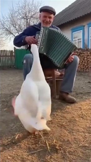 real funny laugh duck dancing