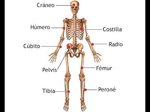 Canción de los huesos del cuerpo humano