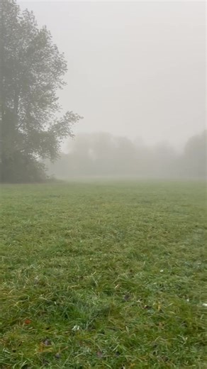 Early morning walk🐶🐶 | Celia Smith